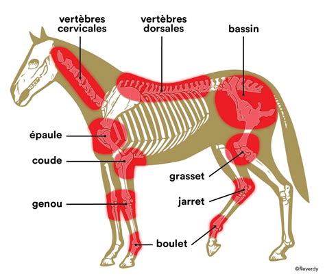 L arthrose chez le cheval symptômes causes et traitements Reverdy