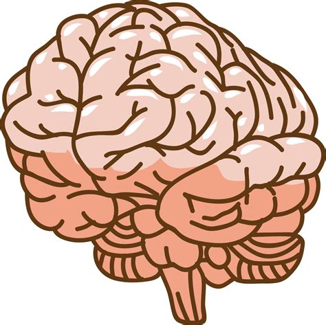 Brain Png Graphic Clipart Design 19806272 Png