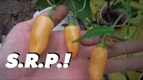 Sugar Rush Peach Super Hot Peppers Youtube