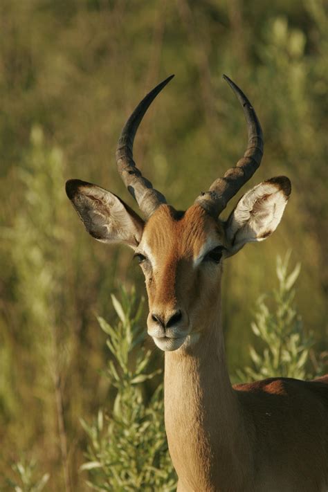 pictures of gazelles 4