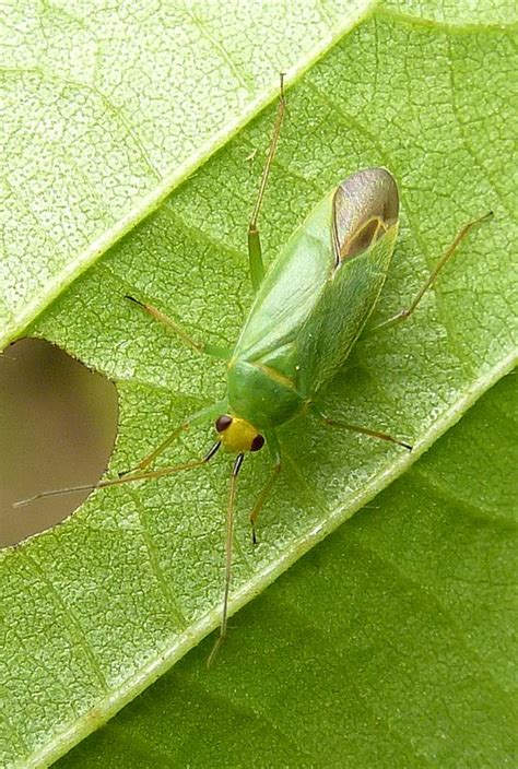 Réf 104415 INSECTA Heteroptera Miridae Orthotylus Orthotylus