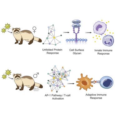 Sex Disparities In Influenza A Multiscale Network Analysis Iscience