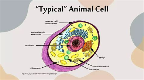 Cellstructurefunctionppt