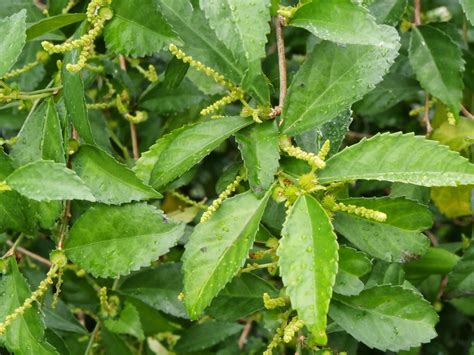 Plants found in Singapore: Acalypha siamensis