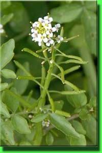 Жеруха лекарственная (Nasturtium officinale)