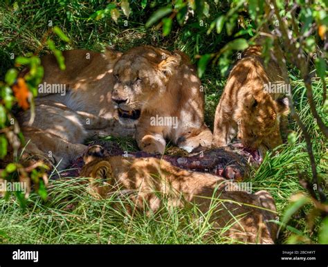 Lion Panthera Leo Lioness And Her Cubs Feeding On A Giraffe Masai