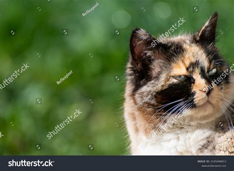 Beautiful Calico Pussy Blue Eyes Staring Stock Photo