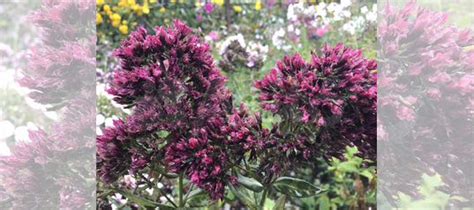 Флокс метельчатый Филинг купить в Москве | Товары для дома и дачи | Авито