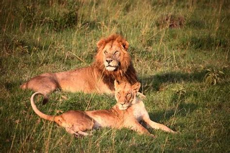Homophobic Official In Kenya Says Male Lions Having Sex Together Must Have Copied It From Gay