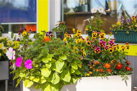 Палисадник: обустройство своими руками, фото оригинальных стилей, выбор ...