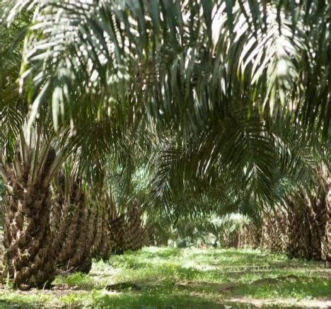 Evolusi Mutakhir Industri Sawit Indonesia Kelapa Sawit Paling Efisien