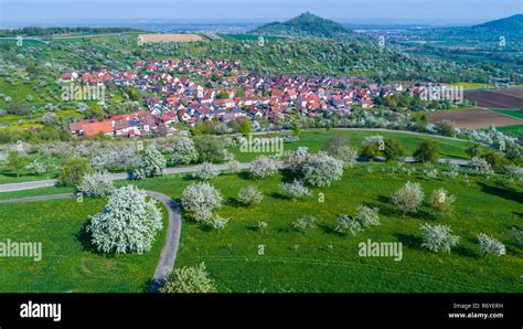 Kirschplantagen Bei Der Ortschaft Hepsisau Stock Photo Alamy