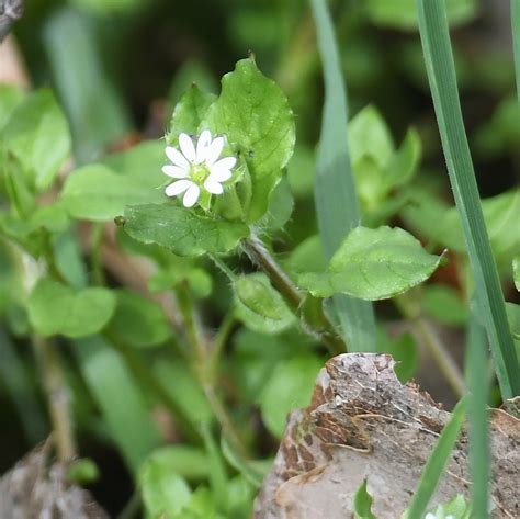 Vogelmiere Artengruppe Stellaria Media Agg Flickr