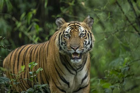 Tiger Safari India Tiger Tours Wildlife Safaris In India