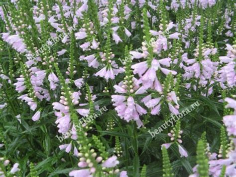 Набор розовых многолетников, Цветы почтой BeautyFlora,интернет магазин ...