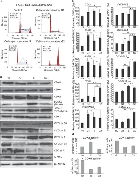 Expression Analysis Of Cyclins And Cdks During Cell Cycle Progression Download Scientific