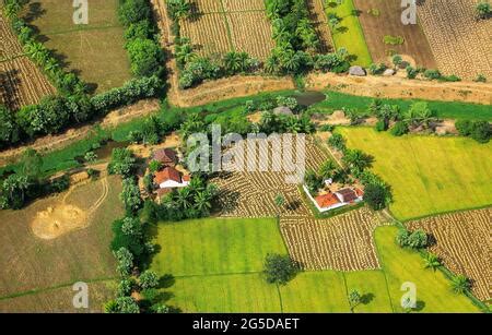 Kakinada April Aerial View Of Green Paddy Rice Fields