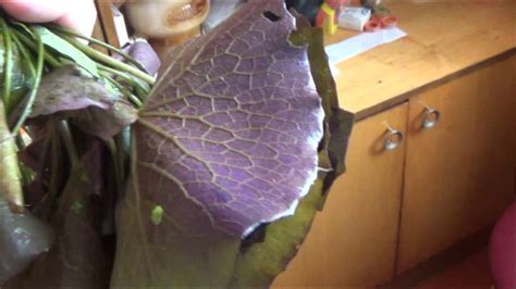 нимфея мои ошибки - YouTube