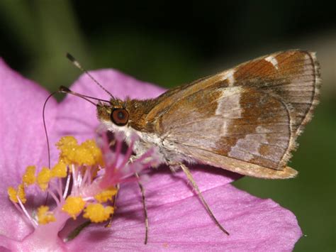 Saltarina De Parche Violeta Mariposas Diurnas De Nuevo Le N