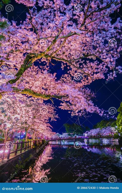 Odawara Castles Moat Cherry Blossoms Stock Photo Image Of Kanagawa