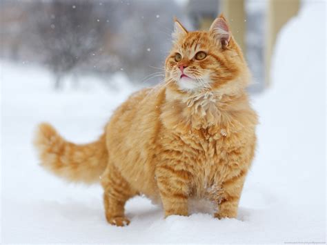 Cute Winter Cats Wallpapers - Wallpaper Cave