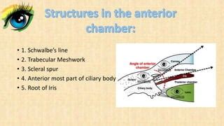 Anterior Chamber Angle