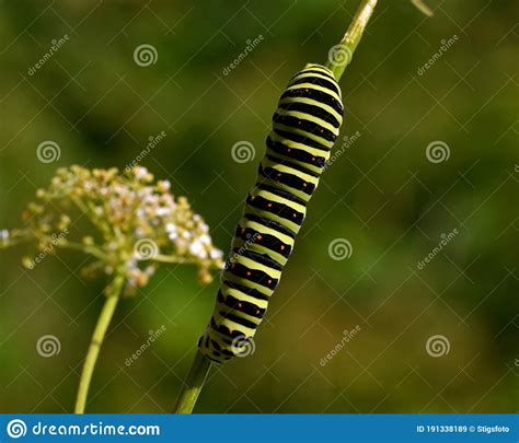 Butterfly Mahaon Papilio Machaon Larva In Close Up Stock Image Image