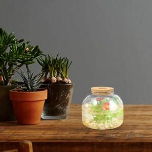 Ultechnovo Glass Terrarium Container Succulent Plant Terrarium House