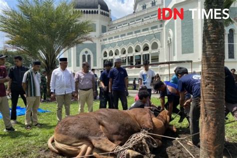 Sapi Prabowo Disembelih Di Masjid Raya Al Mashun