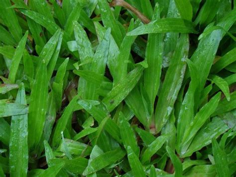 Best Ground Cover Plants For Lawn Peanut Plant And Carabao Grass Hubpages