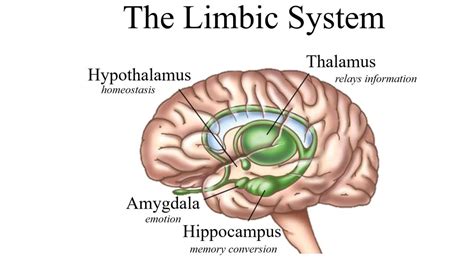 limbic-system – Pearls of Wisdom