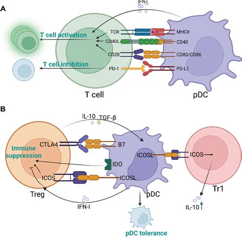 Figure From Emerging Roles Of Plasmacytoid Dendritic Cell Crosstalk