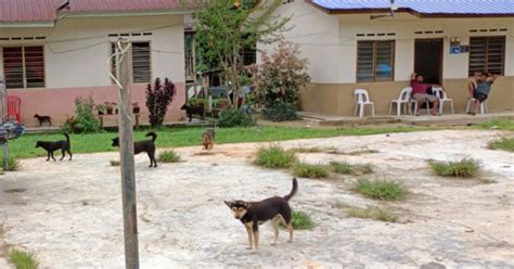 Orang Asli Pos Bihai Pelihara Anjing Kesan Kehadiran Pak Belang