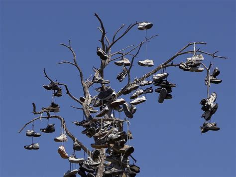 Shoes Tree Balboa Park Free Photo On Pixabay Pixabay