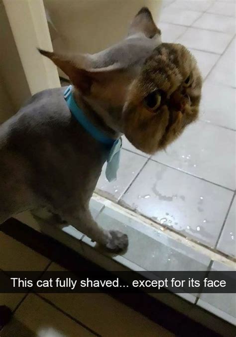 150 Funny Animal Snapchats Pictures Funnyfoto Funny Cat Pictures