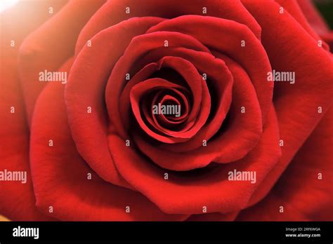 Rose Rote Blumen Hi Res Stock Photography And Images Alamy