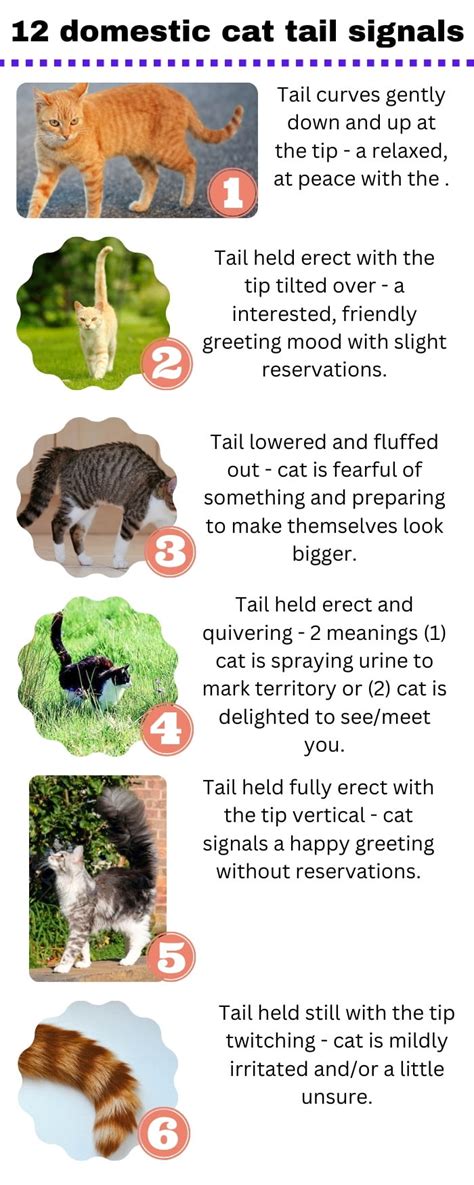 domestic cat tail signals   infographic michael broad
