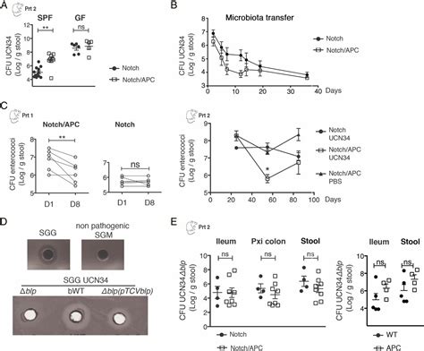 Colorectal Cancer Specific Conditions Promote Streptococcus