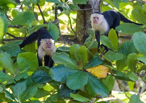 Capuchin Monkey Behavior - AnimalBehaviorCorner