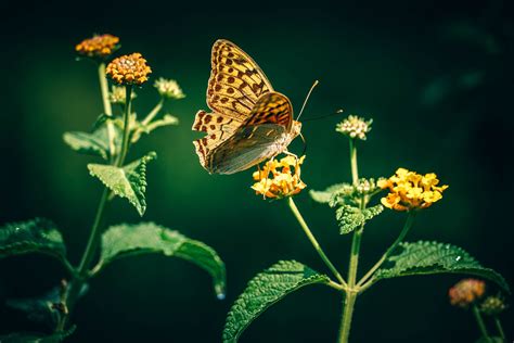 Banco De Imagens Natureza Plantar Folha Flor P Len Verde Inseto