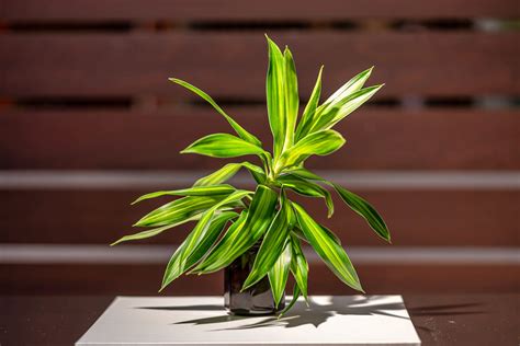 Dracaena How To Plant Grow And Care For Green Garden Tribe