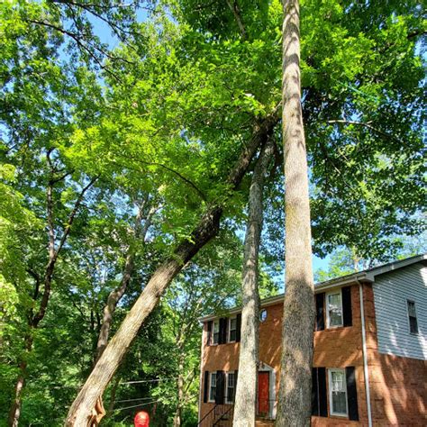 Emergency Tree Removal Nashville Tn Tree Service