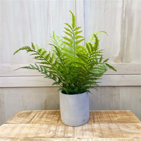 Fern In Cement Pot Shack Furniture