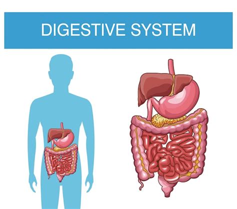 Sistema Digestivo Humano Vector Premium