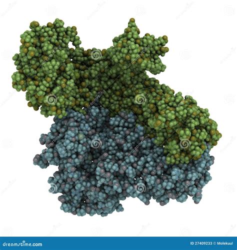 DNA Polymerase Enzyme Syntheses Labeled Educational Vector Illustration