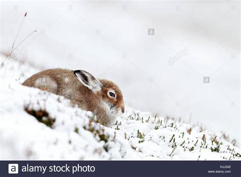 Mountain hare snow hi-res stock photography and images - Alamy