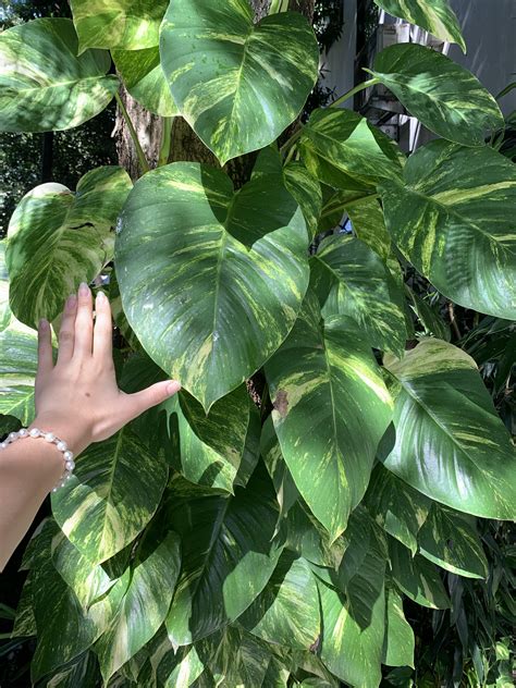 Golden Pothos Growth Pothos Plant