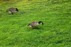 What Do Canadian Geese Eat? Explore Their Diet & More!