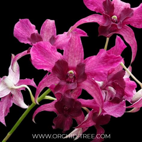 Dendrobium Orchid Colors| Dendrobium Orchids - Orchid-Tree