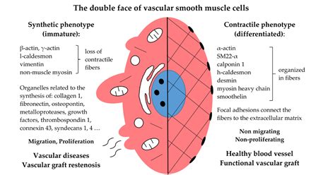 Cells | Special Issue : The Double Face of Smooth Muscle Cells in ...